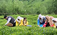 پایان برداشت برگ سبز چای در باغهای شمال کشور