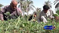تاثیر ۳۰ تا ۴۰ درصد بهره وری نخلستان ها با میانه کاری در آبادان و خرمشهر