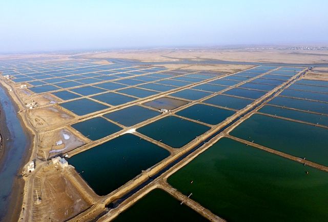 30 آذر آخرین مهلت احیای واحد های غیر فعال در مجتمع پرورش میگوی چوئبده آبادان 30 آذر آخرین مهلت احیای واحد های غیر فعال در مجتمع پرورش میگوی چوئبده آبادان
