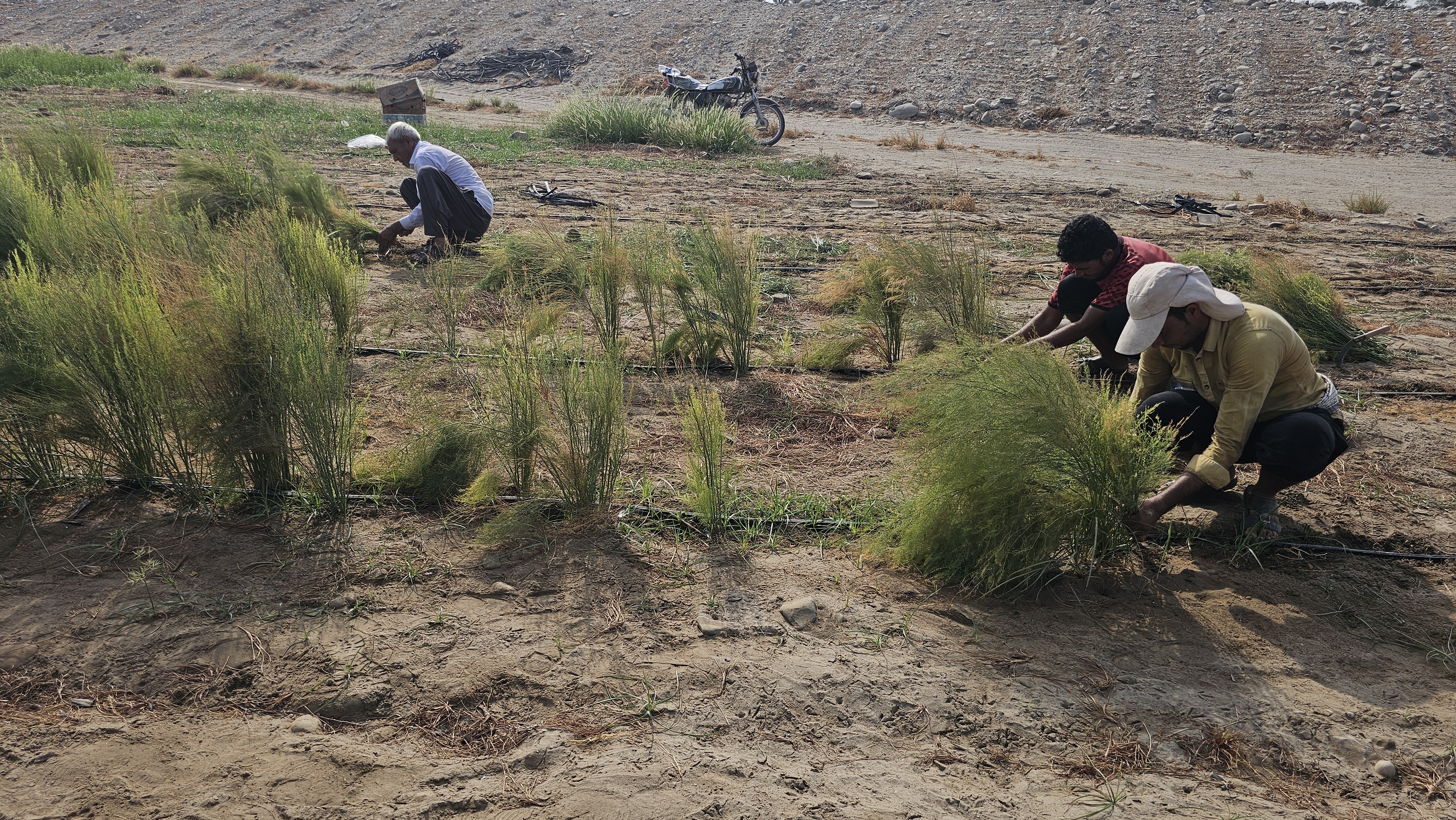 برداشت گیاه مارچوبه از زمینهای کشاورزی بخش شمیل برداشت گیاه مارچوبه از زمینهای کشاورزی بخش شمیل