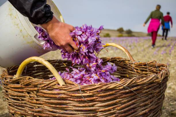 افزایش ۲۵ درصدی برداشت زعفران در ملایر افزایش ۲۵ درصدی برداشت زعفران در ملایر