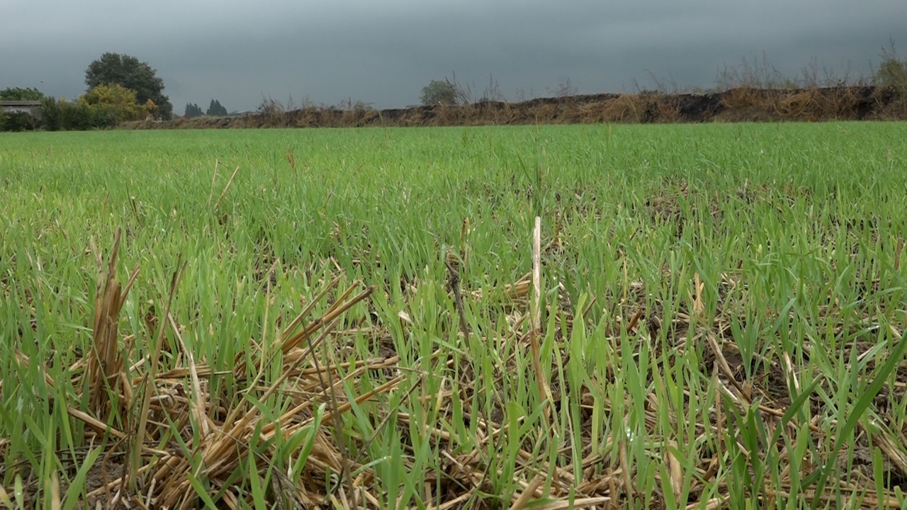 باران امید در مازندران باران امید در مازندران