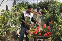 گلخانه شهرداری یزد به خودکفایی رسید