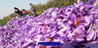 برداشت ۴۰۰ کیلوگرم سرگل از مزرعه‌های زعفران پاکدشت