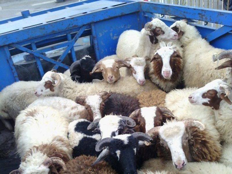 توقیف خودرو حامل احشام فاقد مجوز در نی ریز