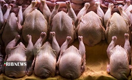 قیمت گذاری مجدد مرغ، افزایش هزینه یا تخلف در توزیع نهاده‌ها