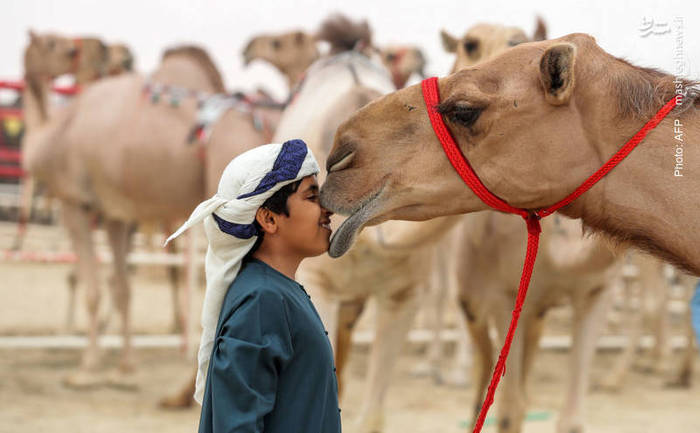 جشنواره شترها در شهر «زاید» (نام خاندان حاکم) در 150 کیلومتری غرب ابوظبی
